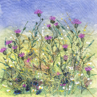 Knapweed 2