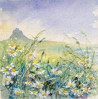 Scentless Mayweed Lindisfarne