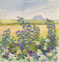 Summer flowers Lindisfarne 3