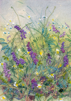 Tufted Vetch and Oxeye Daisies