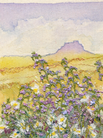 Vipers Bugloss Lindisfarne